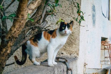 Tel Aviv İsrail 31 Aralık 2020 Tel Aviv sokaklarında yaşayan terk edilmiş evcil kedi görüntüsü ve İsrail 'deki koronavirüs salgını sırasında