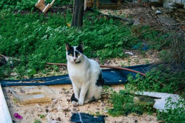 Tel Aviv İsrail 31 Aralık 2020 Tel Aviv sokaklarında yaşayan terk edilmiş evcil kedi görüntüsü ve İsrail 'deki koronavirüs salgını sırasında