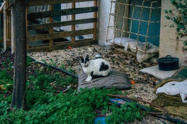 Tel Aviv İsrail 31 Aralık 2020 Tel Aviv sokaklarında yaşayan terk edilmiş evcil kedi görüntüsü ve İsrail 'deki koronavirüs salgını sırasında