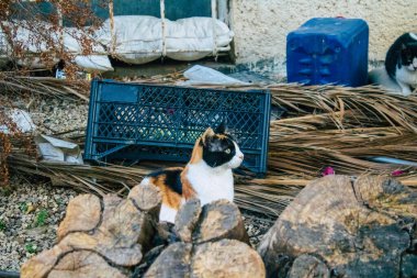 Tel Aviv İsrail 31 Aralık 2020 Tel Aviv sokaklarında yaşayan terk edilmiş evcil kedi görüntüsü ve İsrail 'deki koronavirüs salgını sırasında