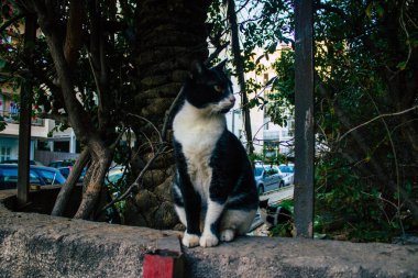 Tel Aviv İsrail 31 Aralık 2020 Tel Aviv sokaklarında yaşayan terk edilmiş evcil kedi görüntüsü ve İsrail 'deki koronavirüs salgını sırasında