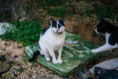 Tel Aviv İsrail 31 Aralık 2020 Tel Aviv sokaklarında yaşayan terk edilmiş evcil kedi görüntüsü ve İsrail 'deki koronavirüs salgını sırasında