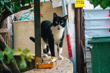 Tel Aviv İsrail 31 Aralık 2020 Tel Aviv sokaklarında yaşayan terk edilmiş evcil kedi görüntüsü ve İsrail 'deki koronavirüs salgını sırasında