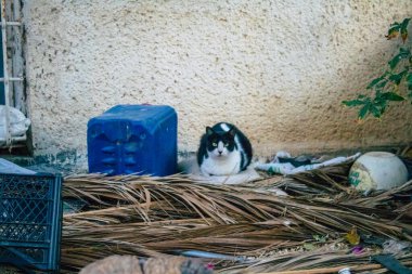 Tel Aviv İsrail 31 Aralık 2020 Tel Aviv sokaklarında yaşayan terk edilmiş evcil kedi görüntüsü ve İsrail 'deki koronavirüs salgını sırasında