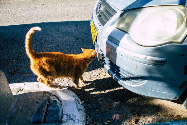 Tel Aviv Israël Décembre 2020 Vue Chat Domestique Abandonné Vivant — Photo