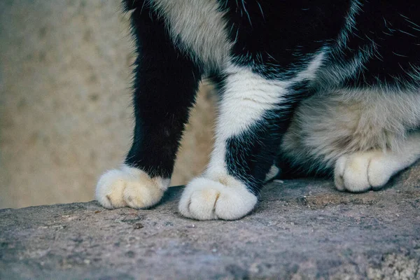 Tel Aviv Israel Dezembro 2020 Vista Gato Doméstico Abandonado Que — Fotografia de Stock