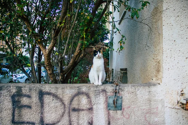 Tel Aviv Israel December 2020 Zicht Verlaten Huiskat Die Straten — Stockfoto