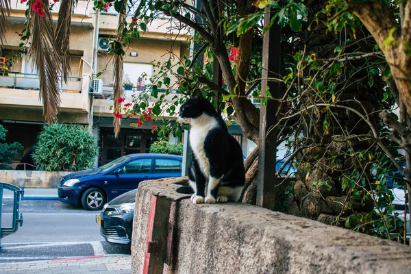 Τελ Αβίβ Ισραήλ Δεκεμβρίου 2020 Άποψη Εγκαταλελειμμένης Εγχώριας Γάτας Που — Φωτογραφία Αρχείου