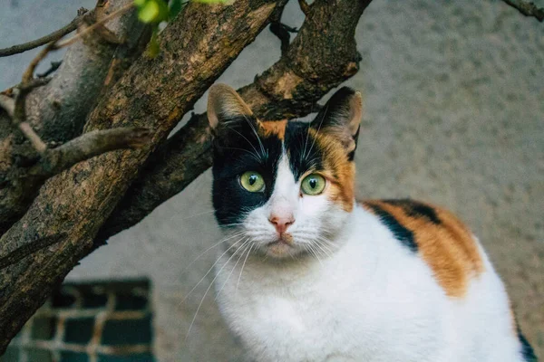 Tel Aviv Israel Dezembro 2020 Vista Gato Doméstico Abandonado Que — Fotografia de Stock