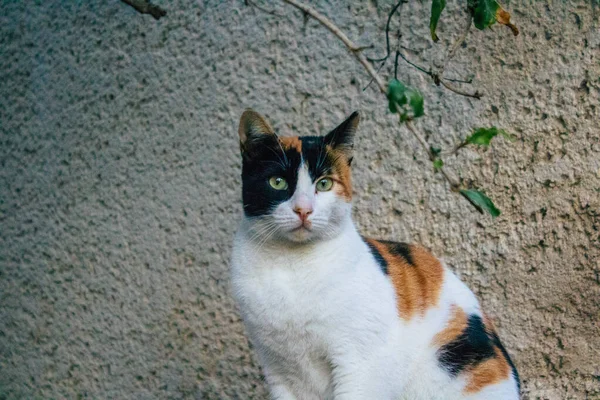 Tel Aviv Israel Diciembre 2020 Vista Del Gato Doméstico Abandonado —  Fotos de Stock