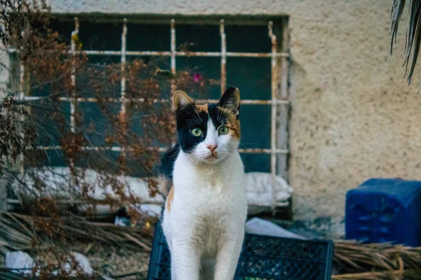 Tel Aviv Israël Décembre 2020 Vue Chat Domestique Abandonné Vivant — Photo