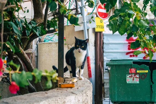 Tel Aviv Izrael Prosince 2020 Pohled Opuštěnou Domácí Kočku Žijící — Stock fotografie