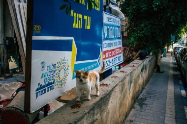 Tel Aviv İsrail 2 Ocak 2021. İsrail 'deki koronavirüs salgını sırasında Tel Aviv sokaklarında yaşayan terk edilmiş evcil kedinin görüntüsü.