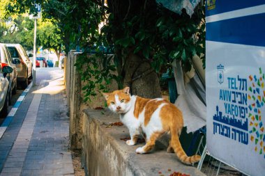 Tel Aviv İsrail 2 Ocak 2021. İsrail 'deki koronavirüs salgını sırasında Tel Aviv sokaklarında yaşayan terk edilmiş evcil kedinin görüntüsü.