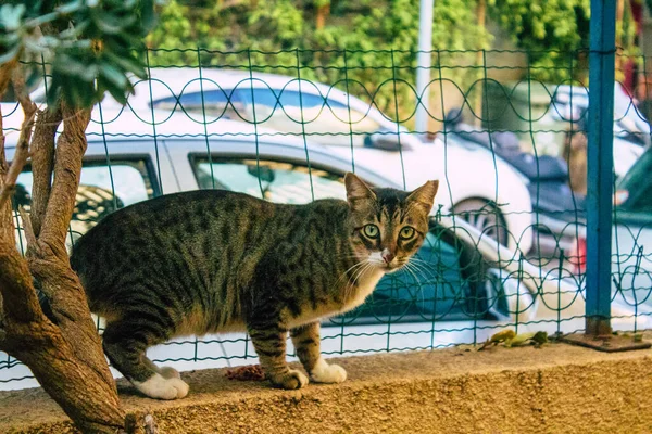 Tel Aviv Israël Janvier 2021 Vue Chat Domestique Abandonné Vivant — Photo