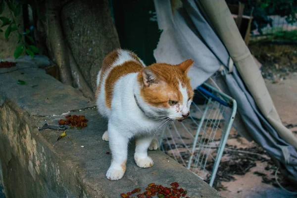 Tel Aviv Israele Gennaio 2021 Veduta Del Gatto Domestico Abbandonato — Foto Stock