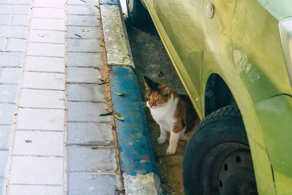 Tel Aviv Israel Janeiro 2021 Vista Gato Doméstico Abandonado Que — Fotografia de Stock