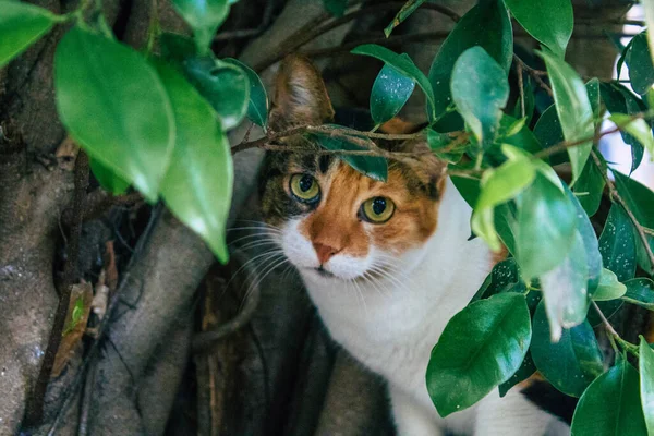 Tel Aviv Israel Enero 2021 Vista Del Gato Doméstico Abandonado —  Fotos de Stock