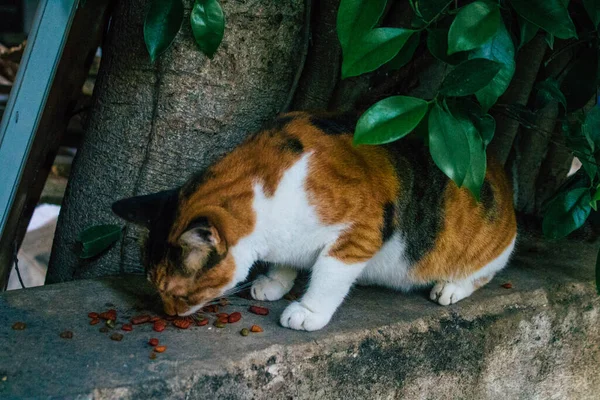 Tel Aviv Israele Gennaio 2021 Veduta Del Gatto Domestico Abbandonato — Foto Stock