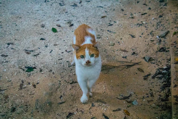 Tel Aviv Israel January 2021 View Abandoned Domestic Cat Living — Stock Photo, Image