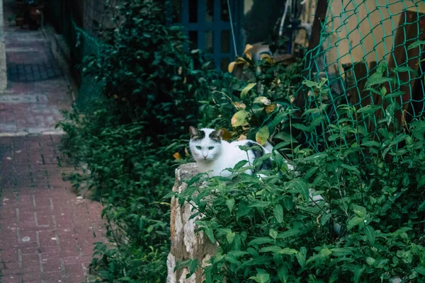 テルアビブイスラエル2021年1月13日市内封鎖とイスラエルのコロナウイルス発生中のテルアビブの街に住む放棄された国内猫の眺め — ストック写真