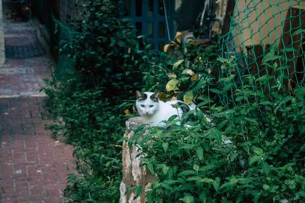 Tel Aviv Israel Ledna 2021 Pohled Opuštěnou Domácí Kočku Žijící — Stock fotografie