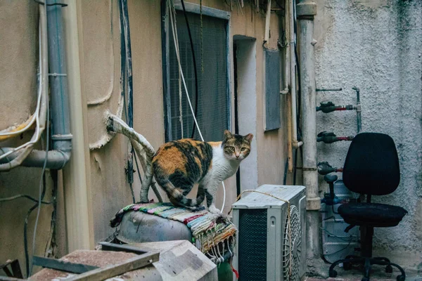 Tel Aviv Israel Januar 2021 Blick Auf Herrenlose Hauskatzen Die — Stockfoto