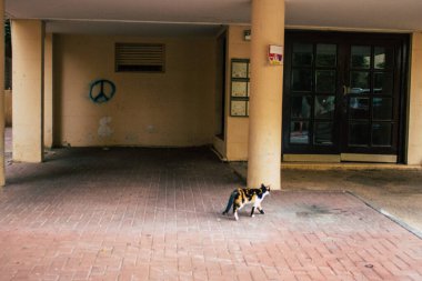 Tel Aviv İsrail 27 Ocak 2021 İsrail 'deki koronavirüs salgını sırasında Tel Aviv sokaklarında yaşayan terk edilmiş evcil kedi görüntüsü