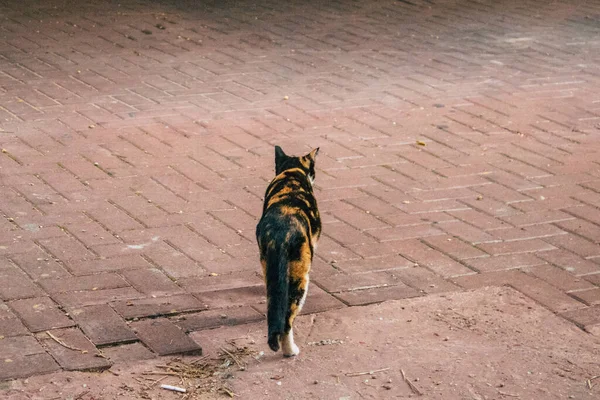 テルアビブイスラエル2021年1月27日市内封鎖とイスラエルのコロナウイルス発生中のテルアビブの街に住む放棄された国内猫の眺め — ストック写真
