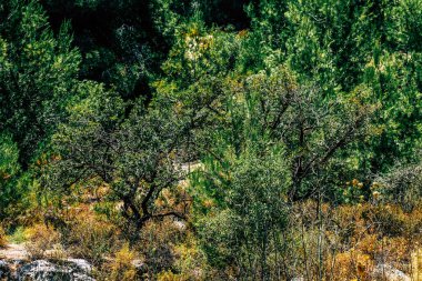 Panorama ve Kudüs tepeleri ve Beyaz Vadi 'nin manzarası vadiye bakan beyaz dağ sırtı batıdaki kentsel gelişmeden kurtarıldı.