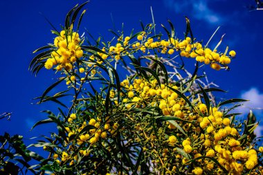 Panorama ve Kudüs tepeleri ve Beyaz Vadi 'nin manzarası vadiye bakan beyaz dağ sırtı batıdaki kentsel gelişmeden kurtarıldı.