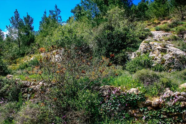 Panorama Vista Das Colinas Jerusalém Vale Branco Cume Montanha Branca — Fotografia de Stock