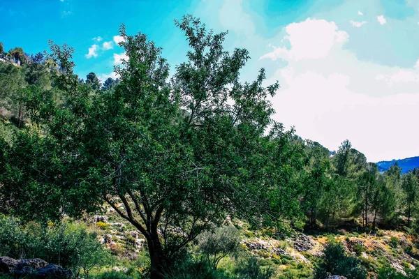 Panorama Pohled Jeruzalémské Kopce Bílé Údolí Bílý Hřeben Hory Který — Stock fotografie