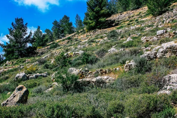 Панорама Вид Холмы Иерусалима Белую Долину Белый Горный Хребет Которого — стоковое фото