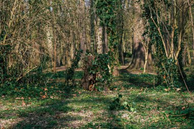 Reims France February 24, 2021 Empty public garden of the city of Reims during the coronavirus pandemic affecting France