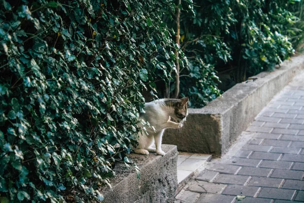Tel Aviv İsrail 2 Mart 2021 Coronavirus salgını sırasında Tel Aviv sokaklarında yaşayan terk edilmiş evcil kedi İsrail 'i vurdu.