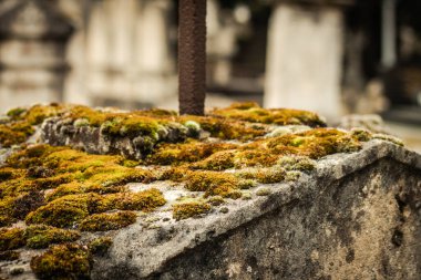 Reims France 04 Mart 2021 Kuzey Mezarlığı, 18. yüzyılın sonunda inşa edilmiş ve kentte kendilerini öne çıkaran vatandaşların çoğu kalıntıları içerir.