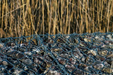 Reims, Fransa 'yı 19 Mart 2021' de Coronavirus salgını sırasında Fransa 'yı etkileyen Reims şehrinin boş bir halk bahçesi haline getirdi.