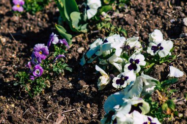 Reims şehrindeki bir halk bahçesinde büyüyen bahar çiçeklerinin kapanışı 29 Mart 2021 'de Fransa' yı yeniden canlandırıyor.