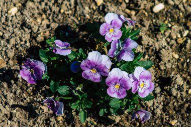 Reims şehrindeki bir halk bahçesinde büyüyen bahar çiçeklerinin kapanışı 29 Mart 2021 'de Fransa' yı yeniden canlandırıyor.