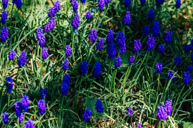 Reims şehrindeki bir halk bahçesinde büyüyen bahar çiçeklerinin kapanışı 29 Mart 2021 'de Fransa' yı yeniden canlandırıyor.
