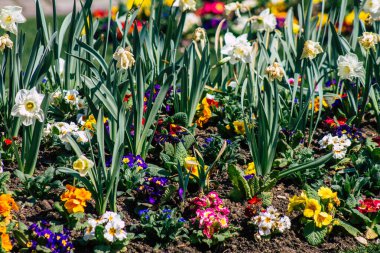Reims caddelerinde büyüyen bahar çiçeklerinin kapatılması 2 Nisan 2021 'de Fransa' yı yeniden canlandırıyor.