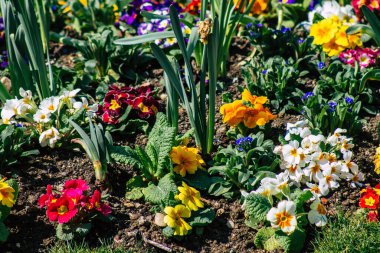 Reims caddelerinde büyüyen bahar çiçeklerinin kapatılması 2 Nisan 2021 'de Fransa' yı yeniden canlandırıyor.