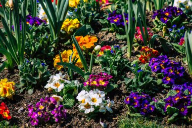 Reims caddelerinde büyüyen bahar çiçeklerinin kapatılması 2 Nisan 2021 'de Fransa' yı yeniden canlandırıyor.
