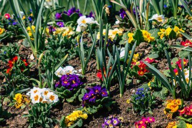 Reims caddelerinde büyüyen bahar çiçeklerinin kapatılması 2 Nisan 2021 'de Fransa' yı yeniden canlandırıyor.