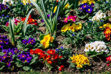 Reims caddelerinde büyüyen bahar çiçeklerinin kapatılması 2 Nisan 2021 'de Fransa' yı yeniden canlandırıyor.