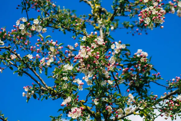 Reims France April 2021 Flowers Cherry Tree Bloom Streets Reims — Stock Photo, Image