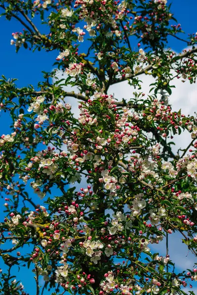 Reims France April 2021 Flowers Cherry Tree Bloom Streets Reims — Stock Photo, Image