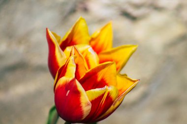 Reims sokaklarında 16 Nisan 2021 'de açan çiçekler Fransa' yı temsil ediyor.