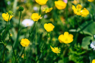 Reims Fransa 01 Haziran 2021 İlkbaharda bir Reims halk bahçesinde açmakta olan yabani çiçekler